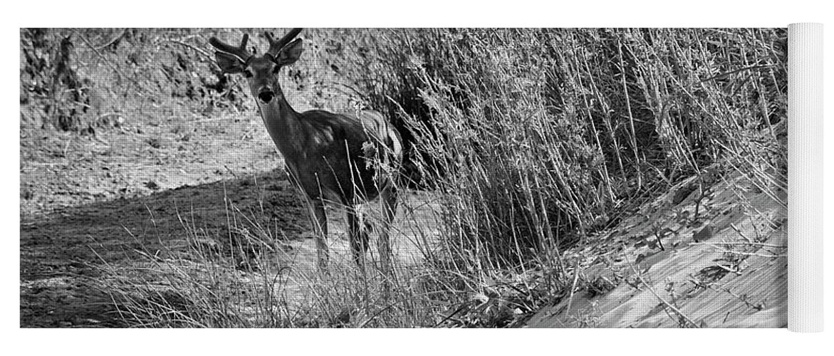 Richard E. Porter Yoga Mat featuring the photograph Young Buck - Palo Duro Canyon State Park, Texas by Richard Porter