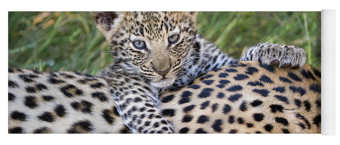 Suzi Eszterhas Yoga Mat featuring the photograph Young Leopard Cub Atop Mother by Suzi Eszterhas