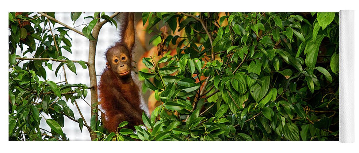Sebastian Kennerknecht Yoga Mat featuring the photograph Young Orangutan In Sepilok by Sebastian Kennerknecht