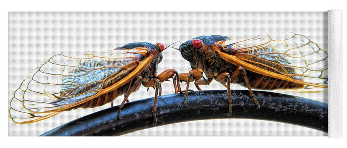 Cicada Yoga Mat featuring the photograph Your Move by Dennis Lundell