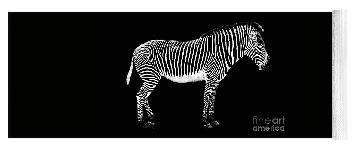 Zebra Yoga Mat featuring the photograph Zebra on black background by Delphimages Photo Creations