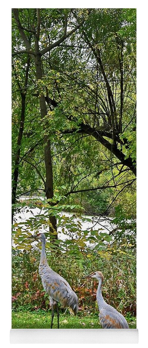 Sandhill Crane; Backyard; Birds; Yoga Mat featuring the photograph 2021 Fall Sandhill Cranes 8 by Janis Senungetuk