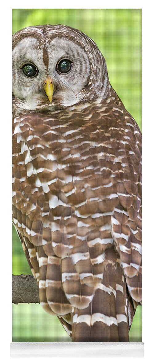 Male Barred Owl Yoga Mat featuring the photograph Portrait of a Male Barred owl by Puttaswamy Ravishankar