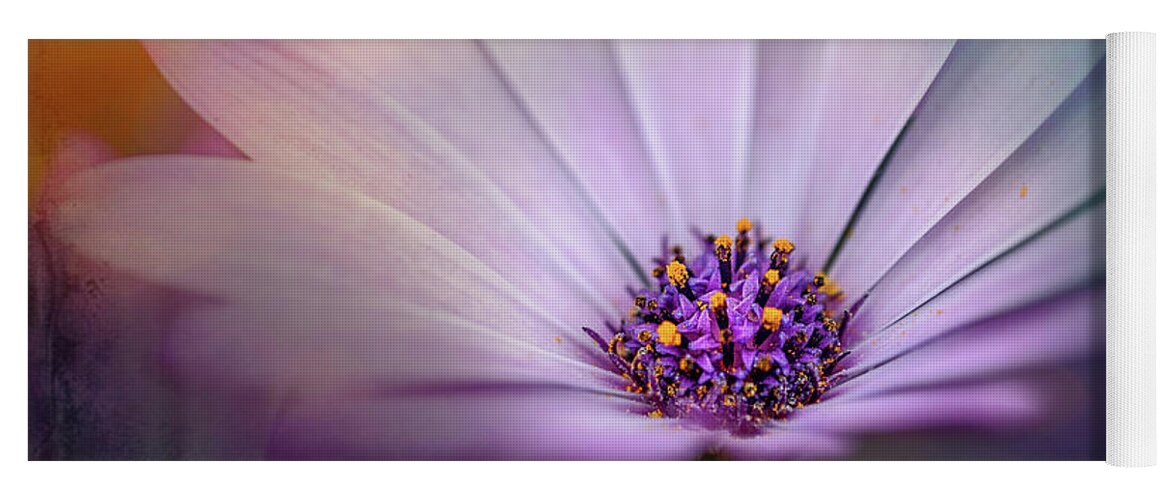 Botanical Yoga Mat featuring the photograph Beautiful Daisy #1 by Sue Leonard