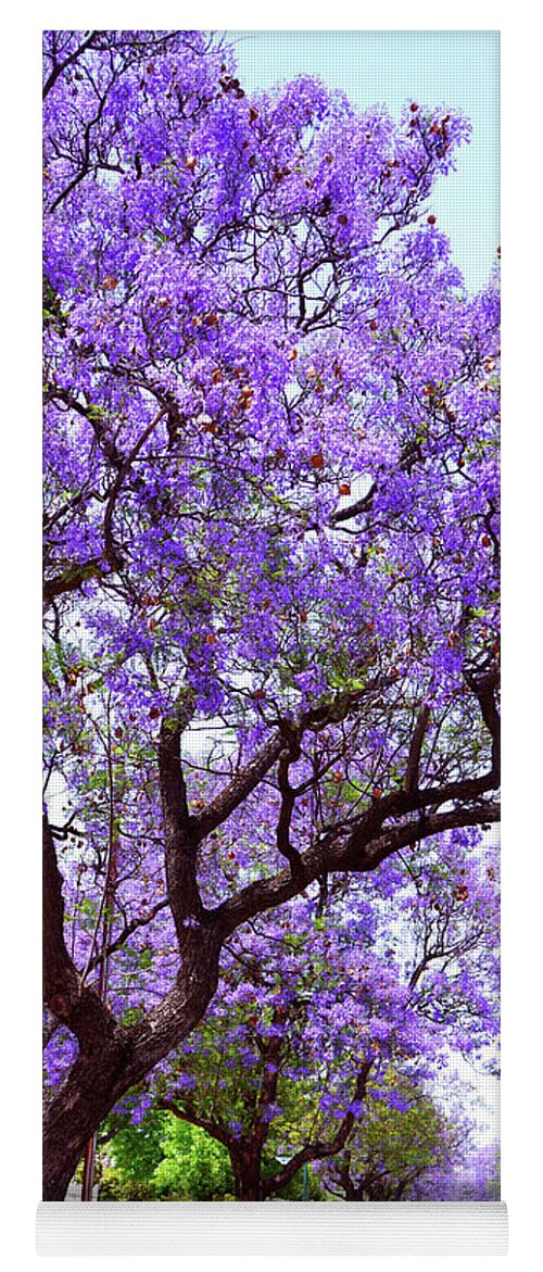 Jacaranda Yoga Mat featuring the photograph Beautiful purple flower Jacaranda tree lined street in full bloom. #1 by Milleflore Images