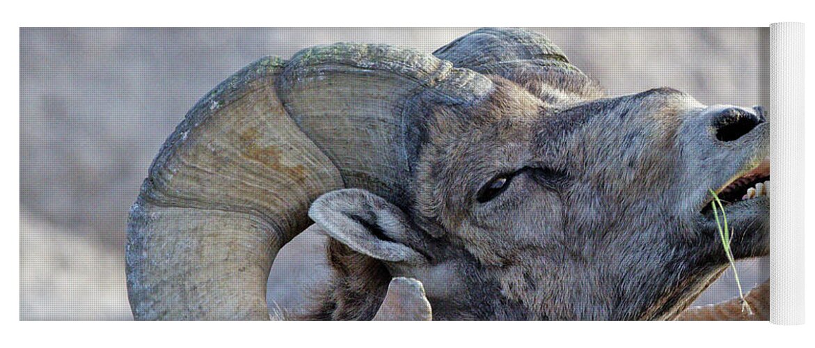 Bighorn Sheep Yoga Mat featuring the photograph Bighorn Ram #2 by Natural Focal Point Photography