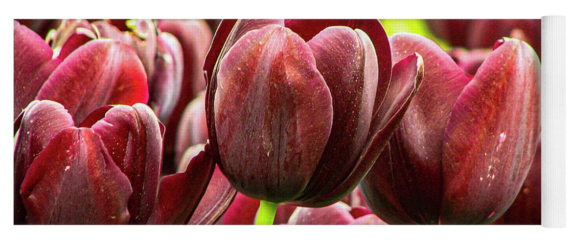 Tulip Yoga Mat featuring the photograph Black Tulips #1 by Aydin Gulec