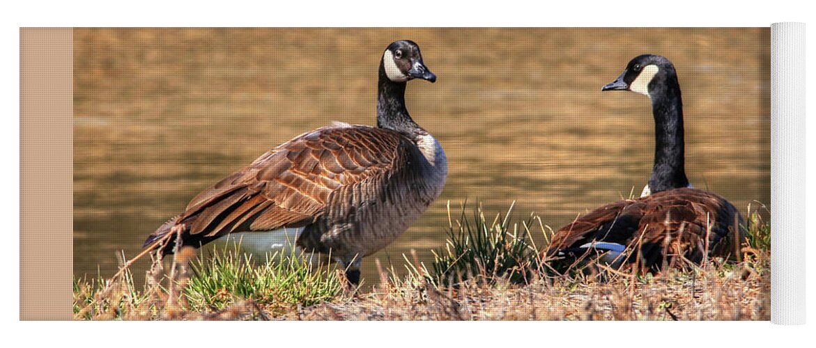 Goose Yoga Mat featuring the photograph Canada Geese #1 by Robert Harris