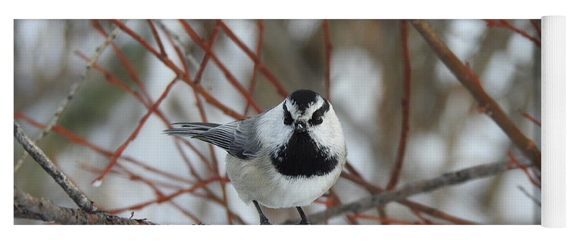Western Canada Birds Yoga Mat featuring the photograph Chickadee #1 by Nicola Finch