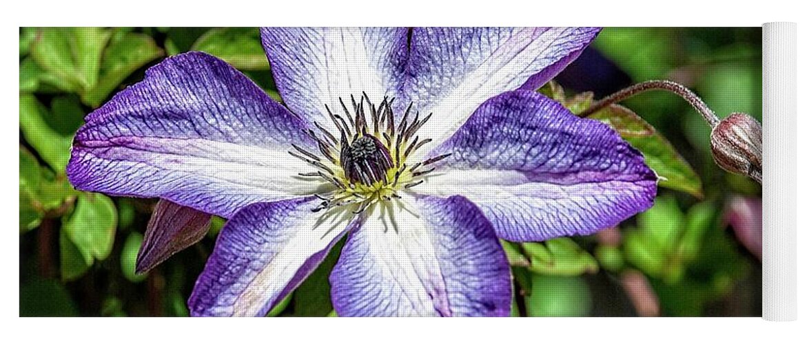 Clematis Yoga Mat featuring the photograph Clematis #1 by Fran Woods