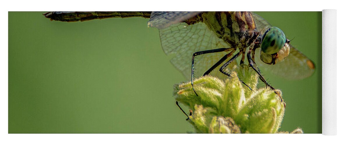 Insect Yoga Mat featuring the photograph Dragon Fly by Cathy Kovarik