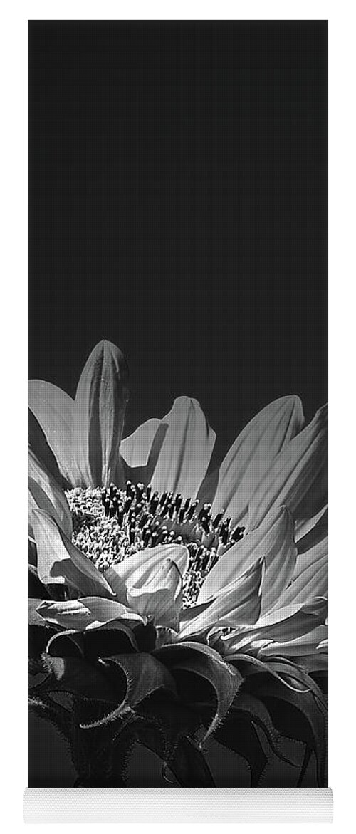 Sunflower Yoga Mat featuring the photograph First Light #1 by Bob Orsillo