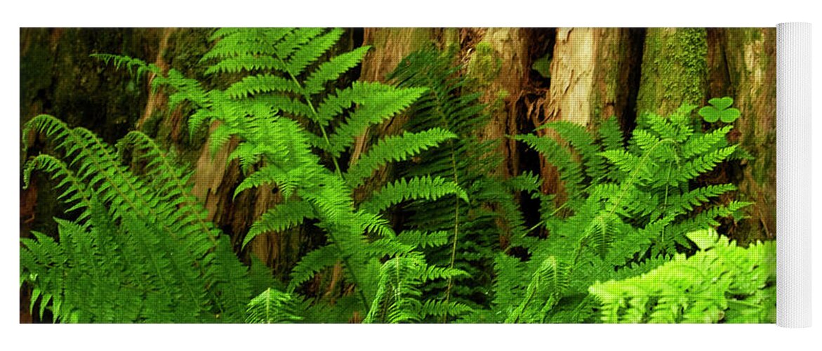 Ferns Yoga Mat featuring the photograph Forest Ferns #1 by Cheryl Day