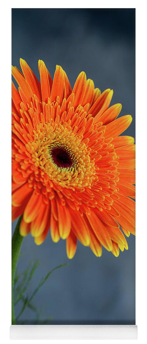 Daisies Yoga Mat featuring the photograph Fresh beautiful orange daisy flower blossom. Blooming flower by Michalakis Ppalis