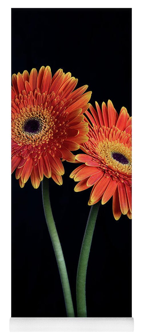 Daisies Yoga Mat featuring the photograph Fresh Daisy flower isolated on black background by Michalakis Ppalis