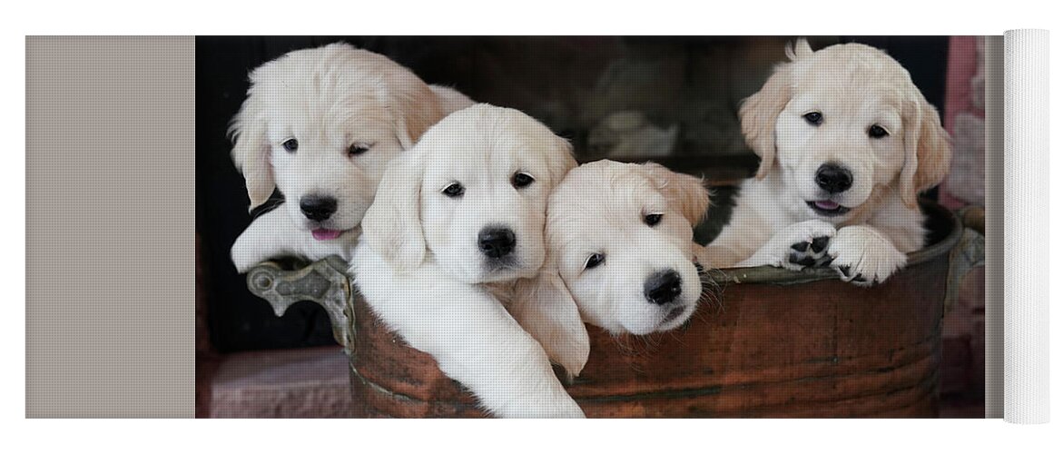 Puppies Yoga Mat featuring the photograph Golden Retriever Puppies #1 by Rick Wilking