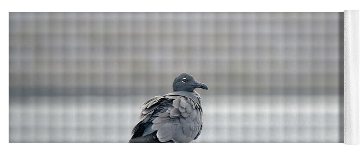 Republic Of Ecuador Yoga Mat featuring the photograph Isabela Island, Galapagos Islands, Ecuador #1 by Kevin Oke