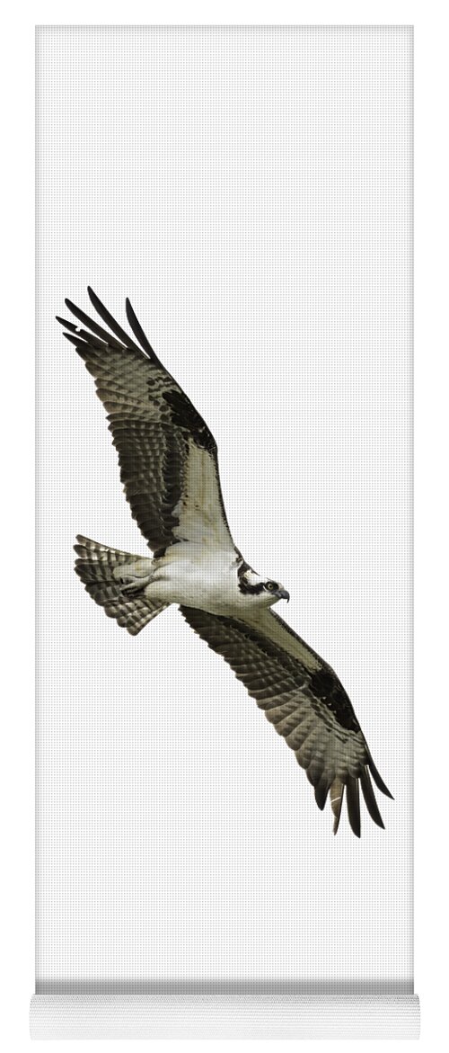 Osprey Yoga Mat featuring the photograph Isolated Osprey 2021-1 by Thomas Young