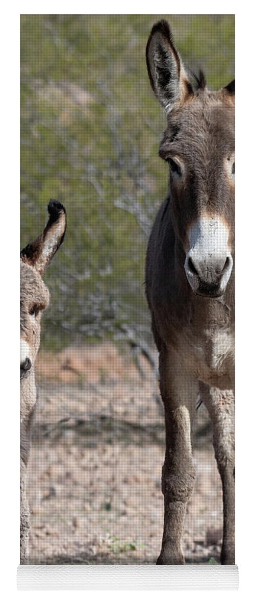 Wild Burros Yoga Mat featuring the photograph Like Mom by Mary Hone