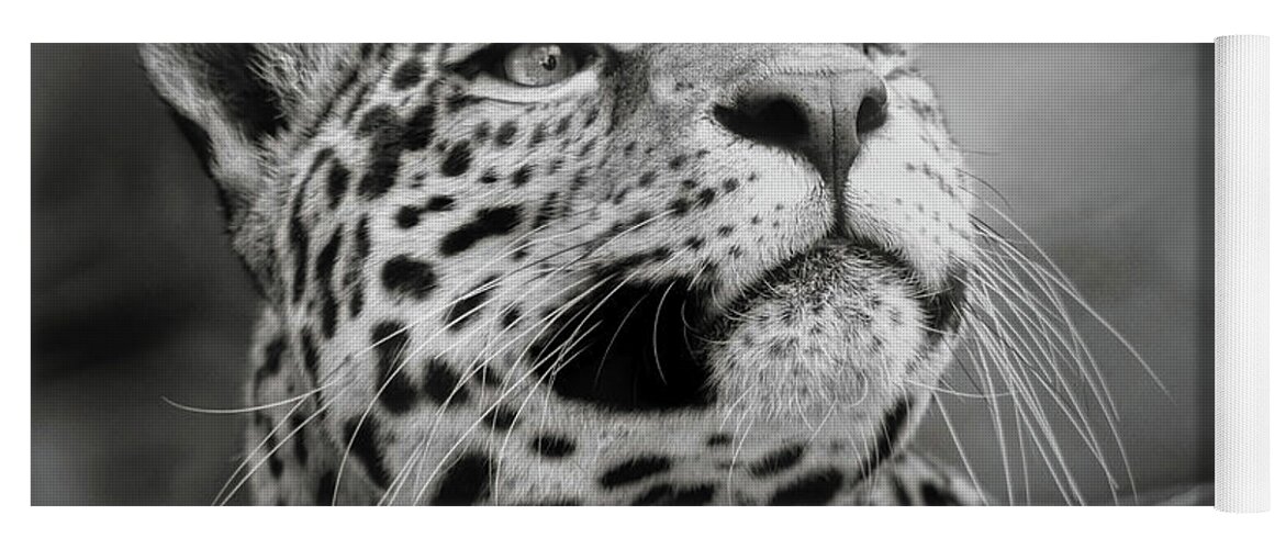 Jaguar Yoga Mat featuring the photograph Looking Onward #2 by Elaine Malott