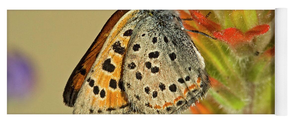 Portrait Yoga Mat featuring the photograph Lustrous copper butterfly #1 by Buddy Mays