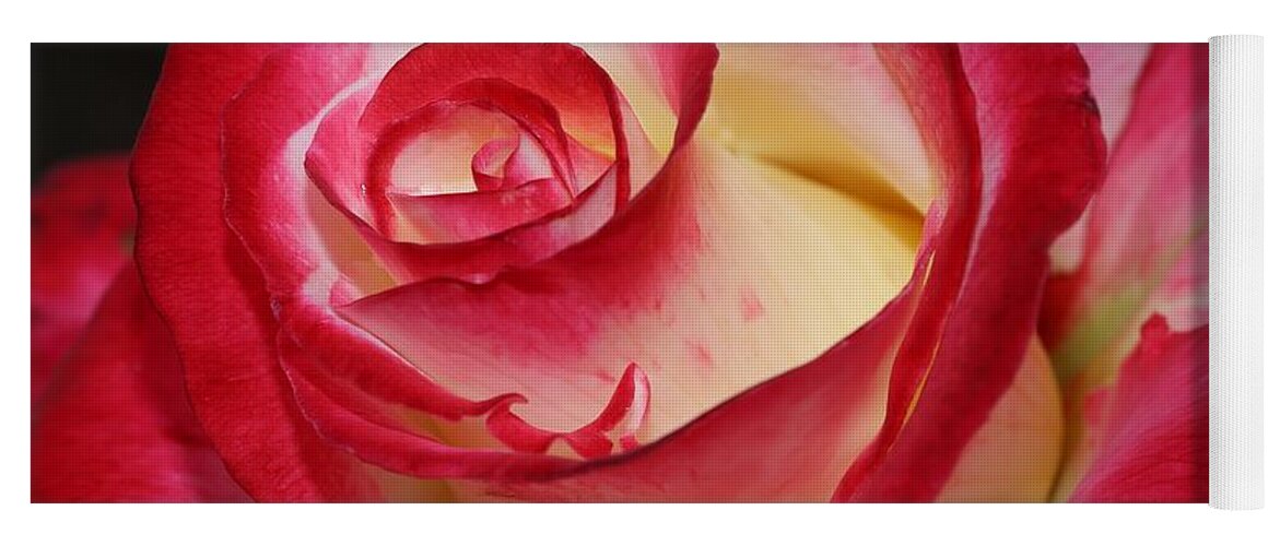 Rose Yoga Mat featuring the photograph Multi-colored Rose by Mingming Jiang