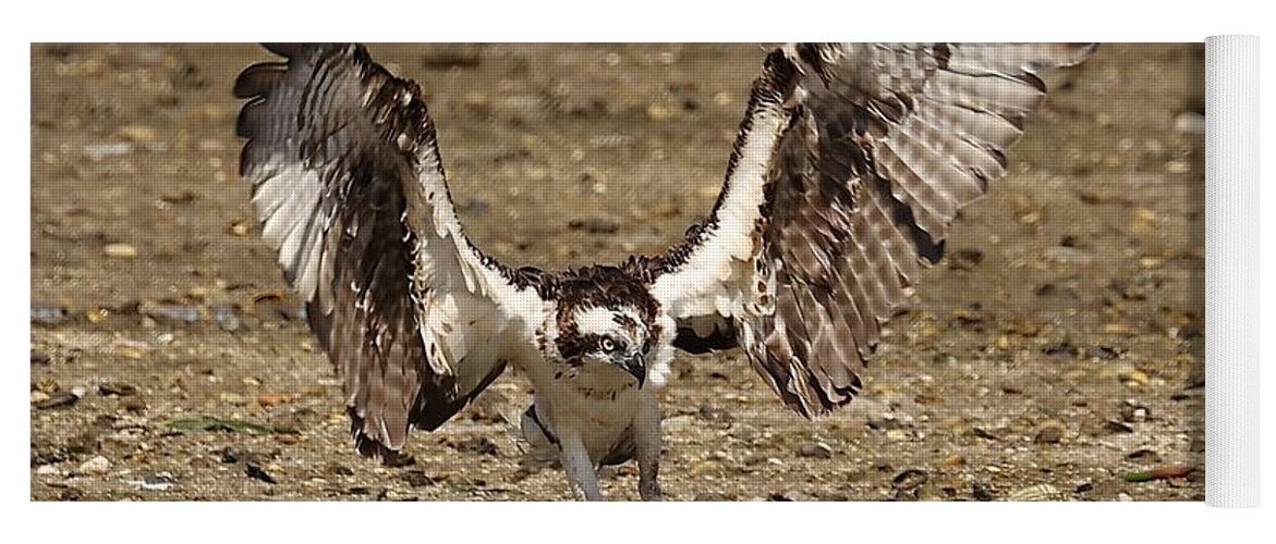 Osprey Yoga Mat featuring the photograph Osprey and Its Catch #1 by Mingming Jiang