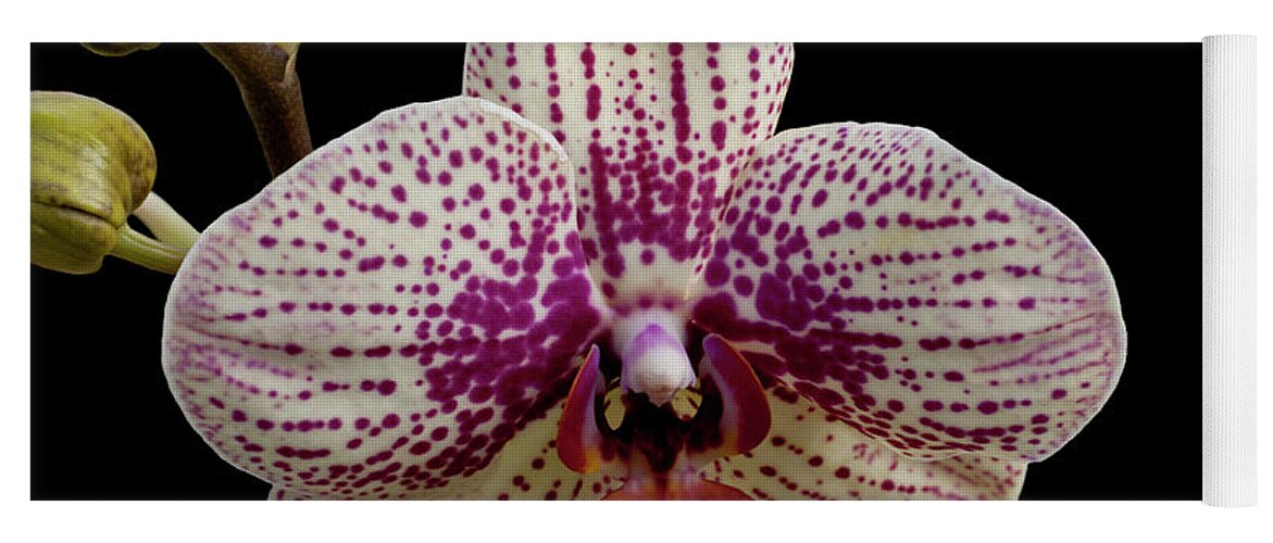 Orchid Yoga Mat featuring the photograph Pensive #1 by Doug Norkum
