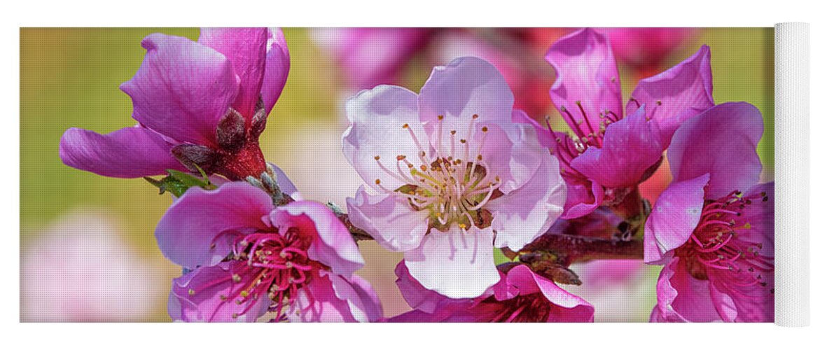 Apple Blossoms Yoga Mat featuring the photograph Pink Blossoms #1 by Mimi Ditchie