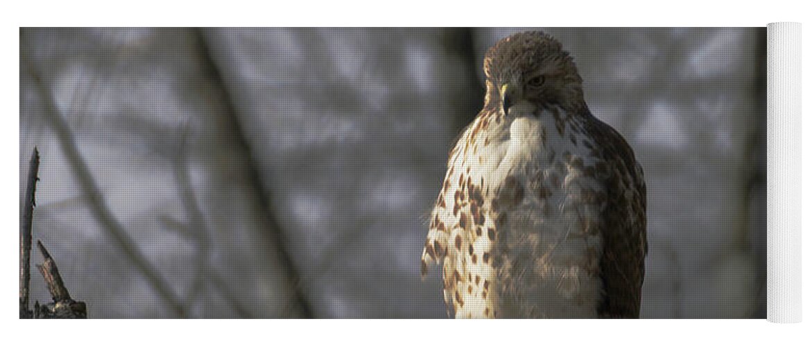 Animals Yoga Mat featuring the photograph Red Tail Hawk #1 by Paul Ross