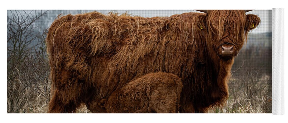 Mammal Yoga Mat featuring the photograph Scottish Highlander With Calf #1 by Marjolein Van Middelkoop