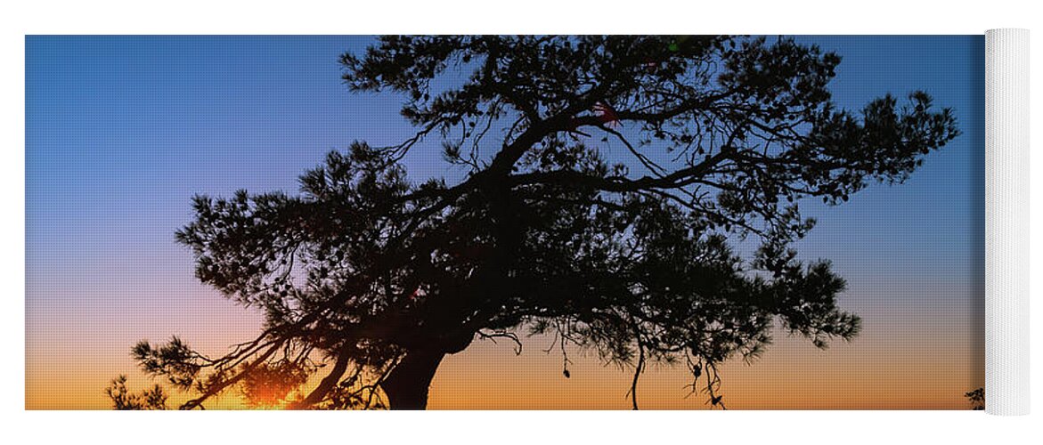 Cyprus Yoga Mat featuring the photograph Silhouette of a forest pine tree during blue hour with bright sun at sunset. #1 by Michalakis Ppalis