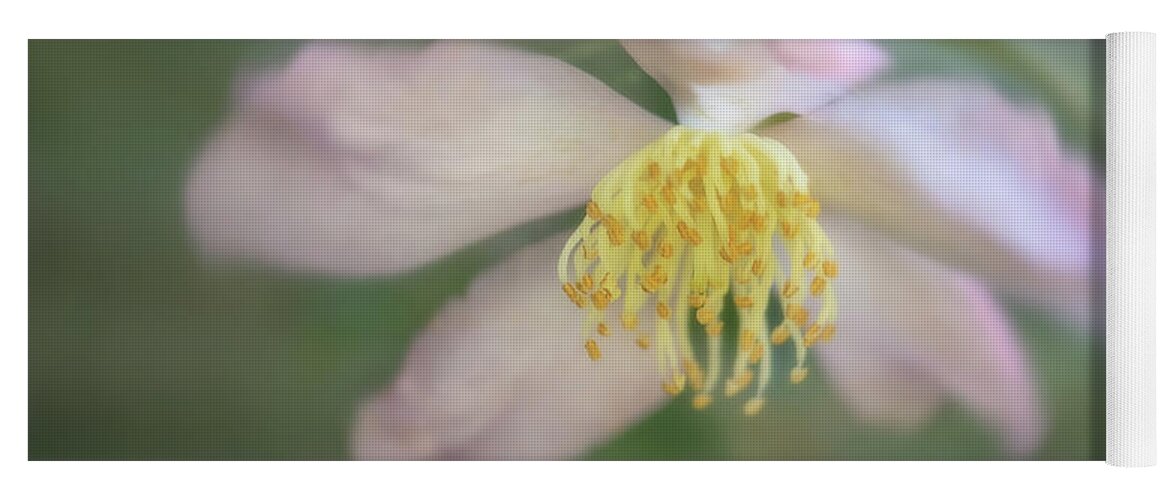 Flower Yoga Mat featuring the photograph Soft Pink Camellia #1 by Teresa Wilson