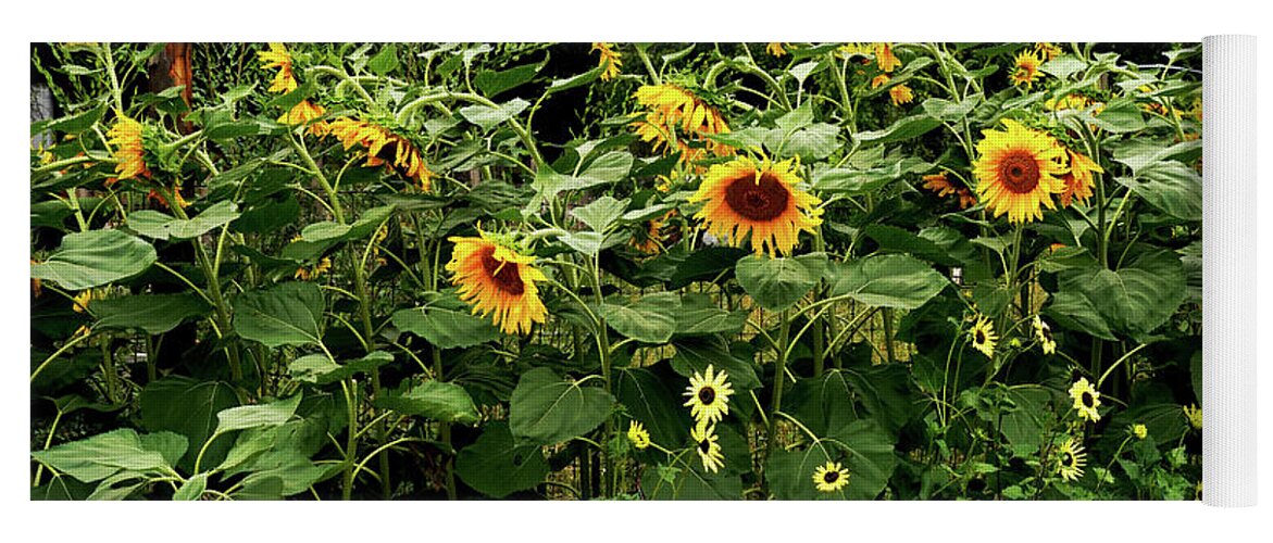 Sun Flowers Yoga Mat featuring the photograph Sun Flowers #1 by Mark Ivins