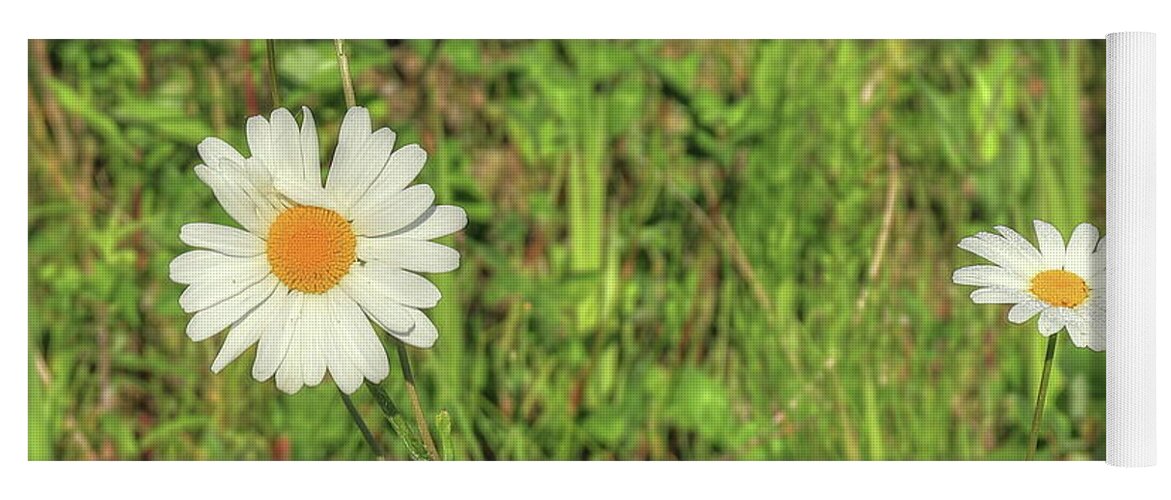 Flowers Yoga Mat featuring the photograph Wild Daisies #1 by Jim Sauchyn
