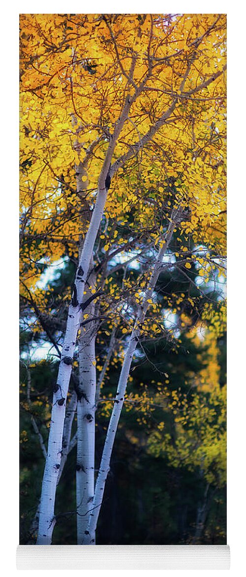 Co Yoga Mat featuring the photograph Fall colors, Colorado #3 by Doug Wittrock