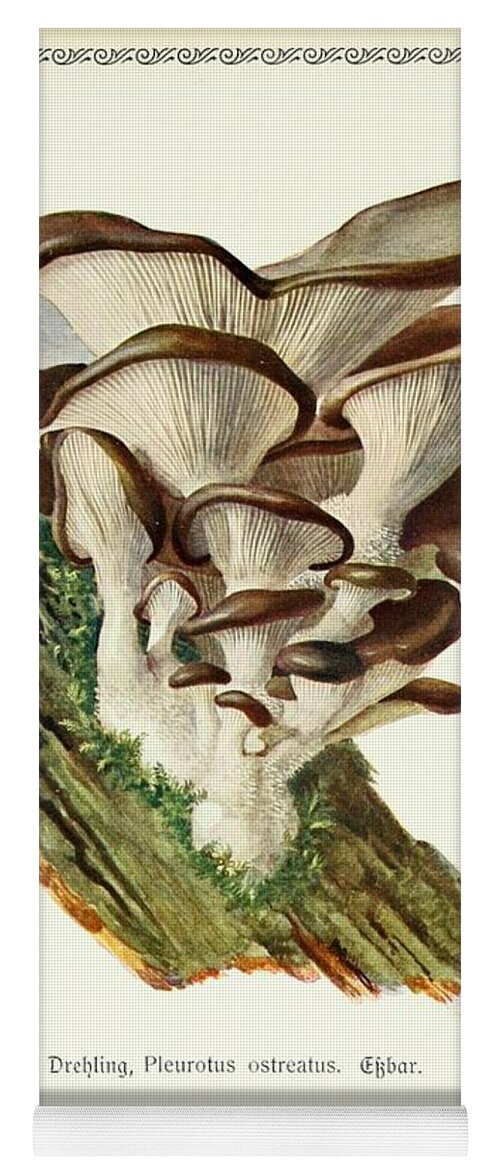 Flora Yoga Mat featuring the mixed media Vintage Fungi Illustrations #10 by World Art Collective
