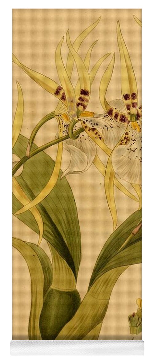 Beautiful vintage flowers #115 Yoga Mat by World Art Collective - World Art  Collective - Artist Website