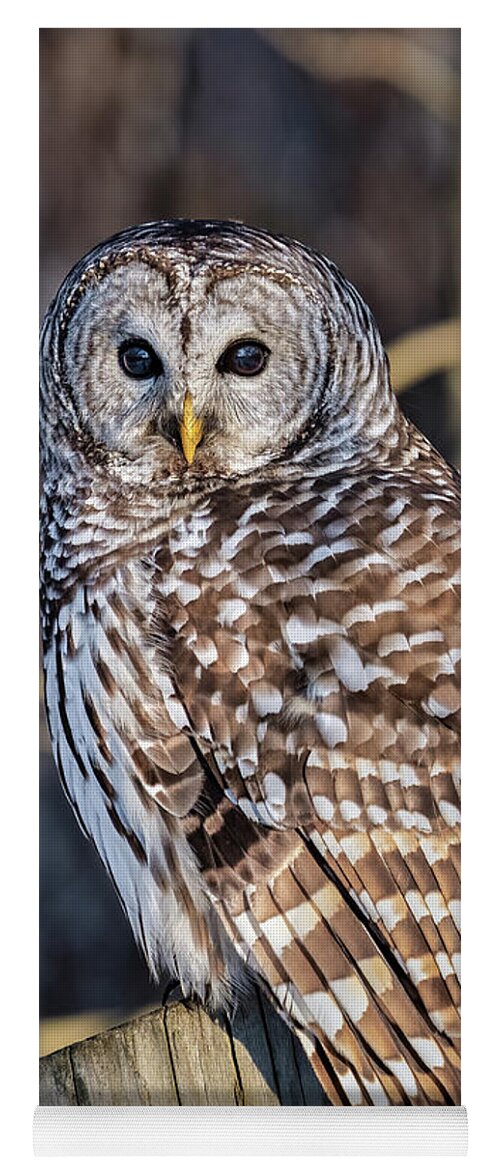 Barred Owl Yoga Mat featuring the photograph Barred Owl #12 by Brad Bellisle