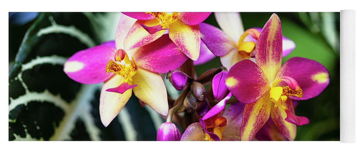 Background Yoga Mat featuring the photograph Purple Orchid Flowers #13 by Raul Rodriguez