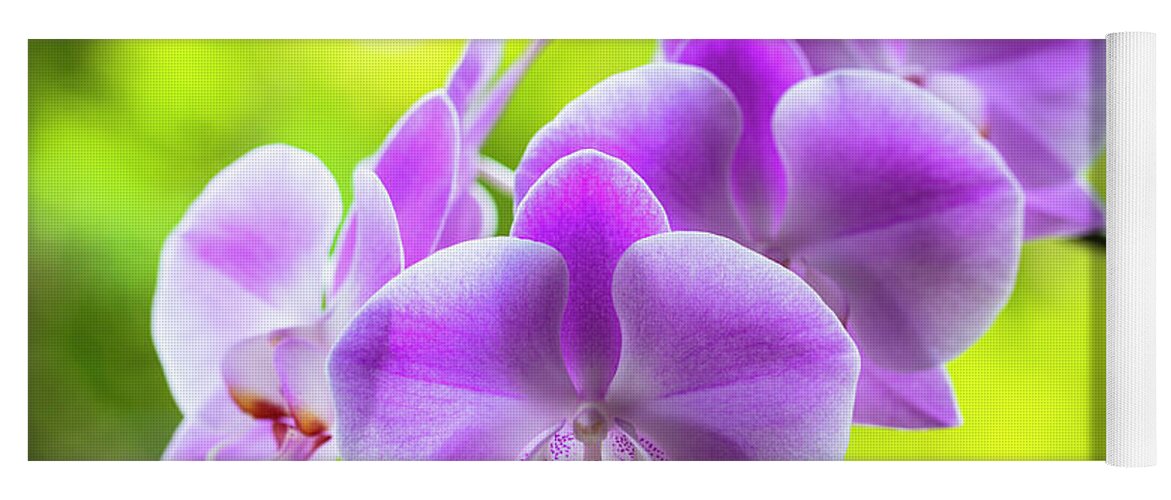 Background Yoga Mat featuring the photograph Purple Orchid Flowers #14 by Raul Rodriguez