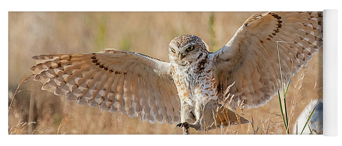 Bird Yoga Mat featuring the photograph Burrowing Owl #17 by Dennis Hammer