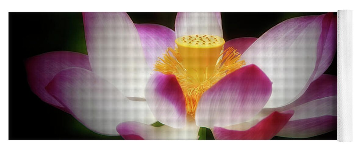 Flower Yoga Mat featuring the photograph Lotus #3 by Louise Tanguay