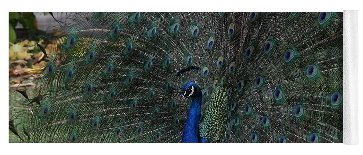 Indian Peafowl Yoga Mat featuring the photograph Peacock Fanning Tail by Mingming Jiang