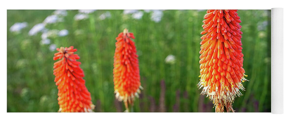 Red-hot Poker Yoga Mat featuring the photograph Red Hot Pokers #2 by William Kuta