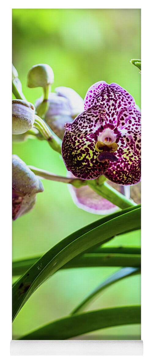 Ascda Kulwadee Fragrance Yoga Mat featuring the photograph Spotted Vanda Orchid Flowers #2 by Raul Rodriguez