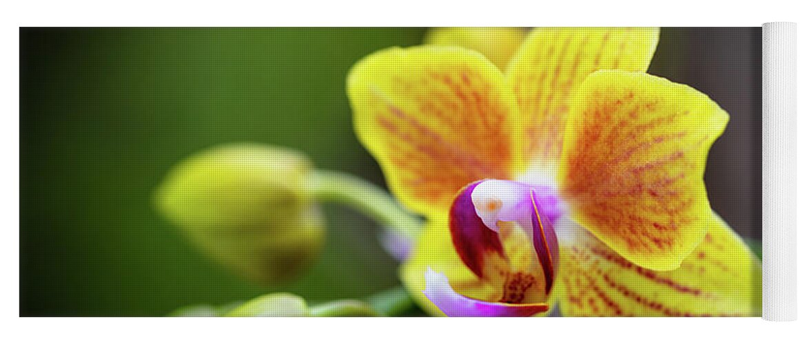 Background Yoga Mat featuring the photograph Yellow Orchid Flowers #2 by Raul Rodriguez
