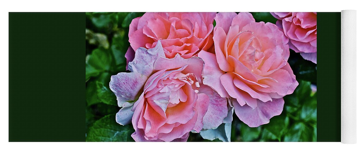 Roses Yoga Mat featuring the photograph 2020 Mid June Garden Coral Roses 1 by Janis Senungetuk
