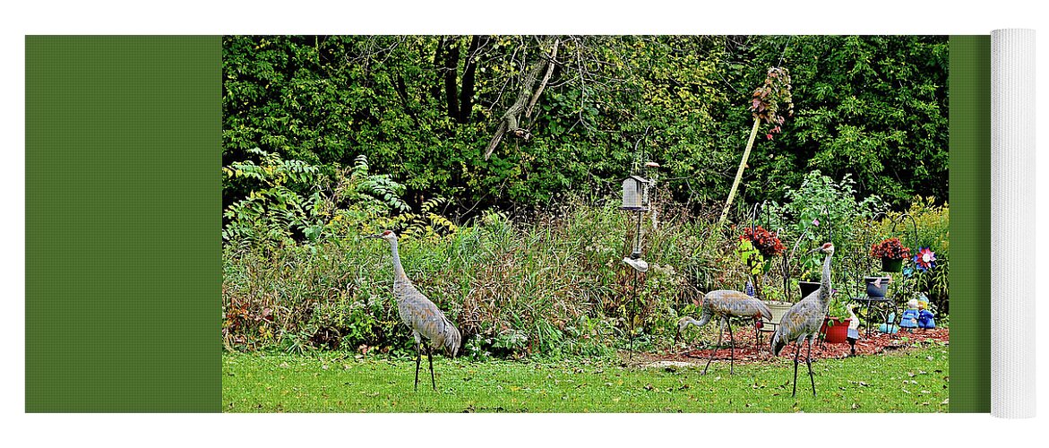 Sandhill Cranes; Backyard; Birds; Yoga Mat featuring the photograph 2021 Fall Sandhill Cranes 2 by Janis Senungetuk