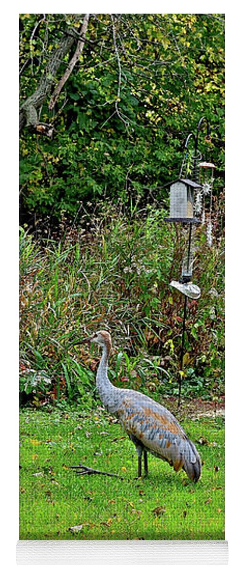 Sandhill Cranes; Birds; Backyard; Yoga Mat featuring the photograph 2021 Fall Sandhill Cranes 5 by Janis Senungetuk